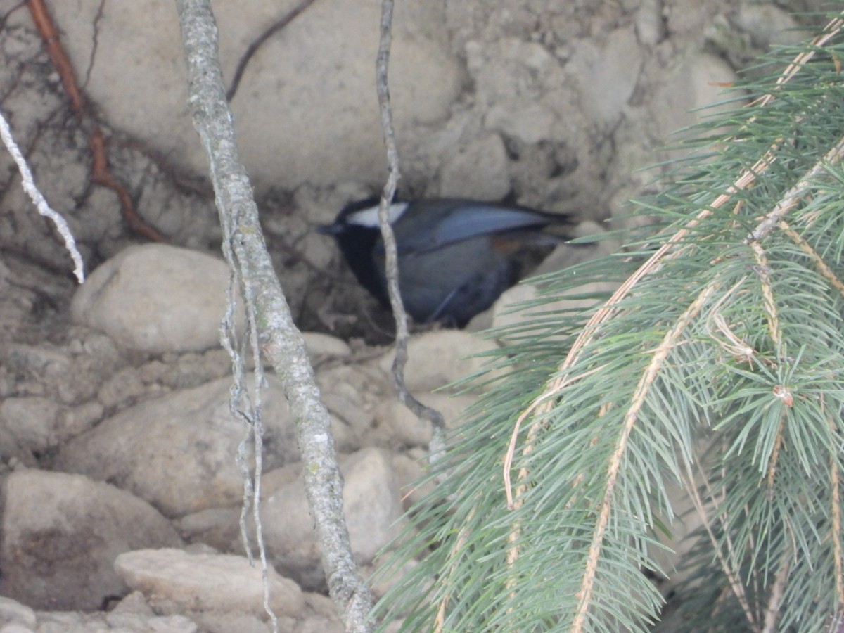 Rufous-naped Tit - ML629536898