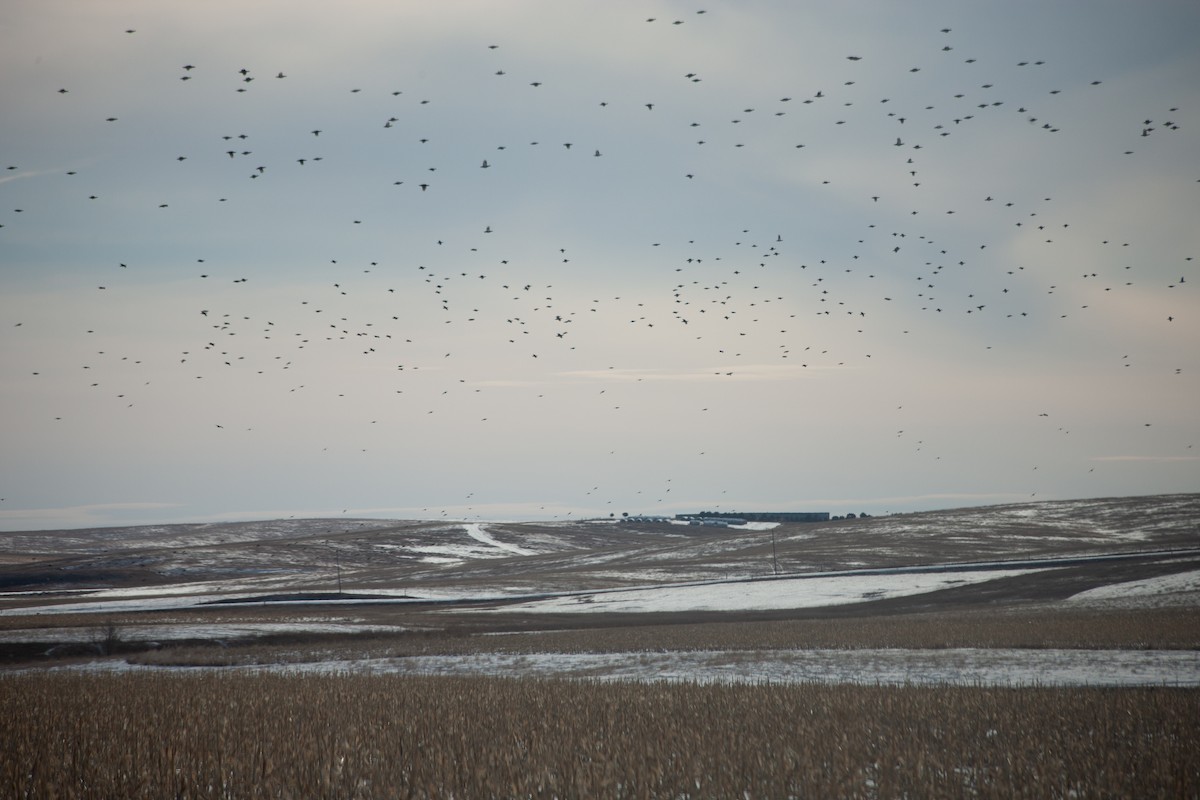 Greater Prairie-Chicken - ML629536984
