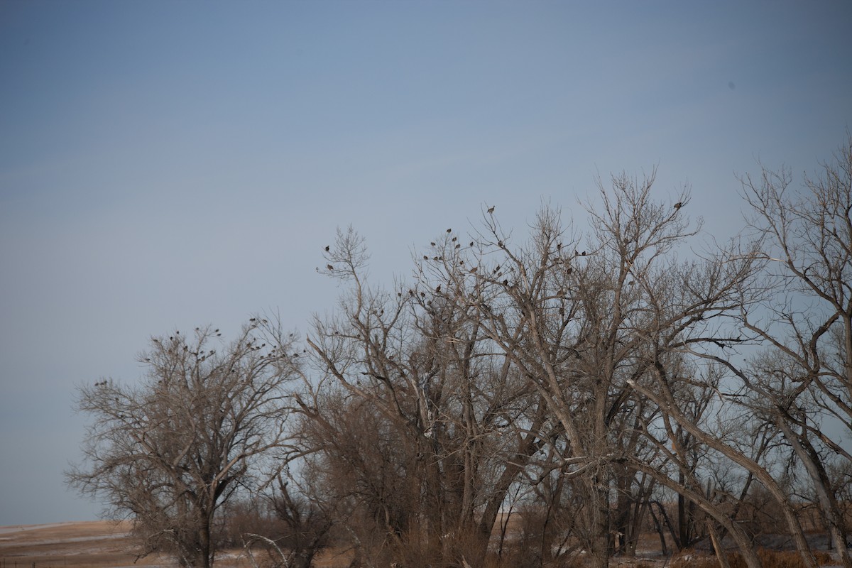 Greater Prairie-Chicken - ML629537021