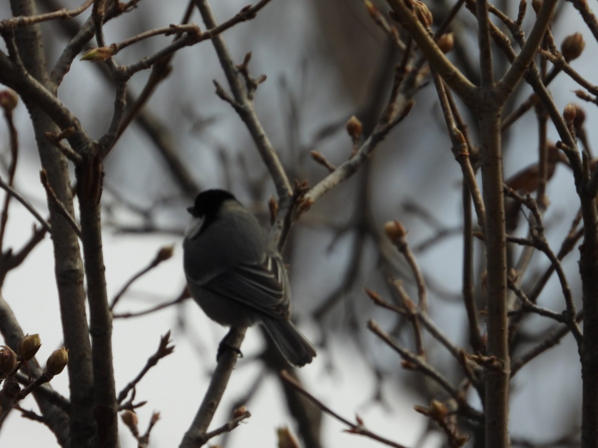 Great/Asian Tit - ML629537030