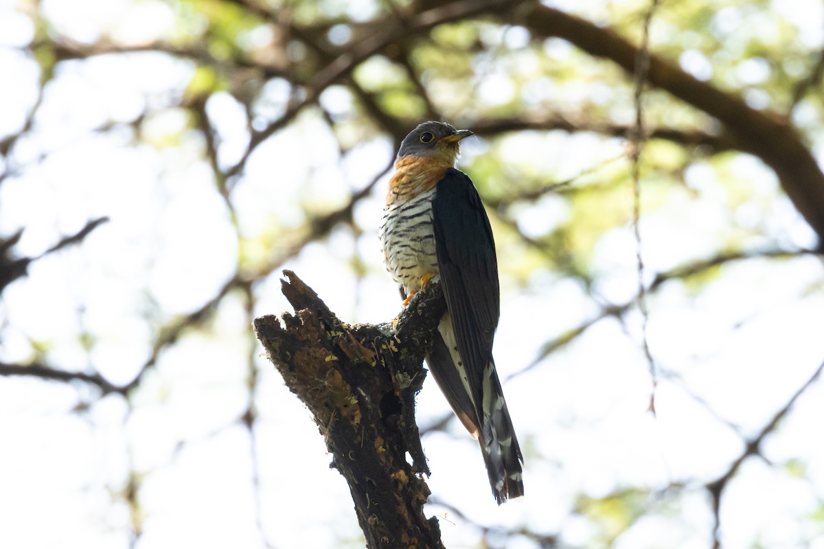 Red-chested Cuckoo - ML629537087