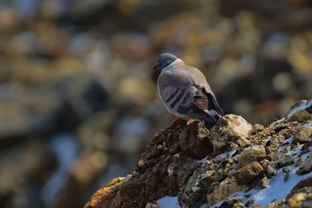 Snow Pigeon - ML629537281