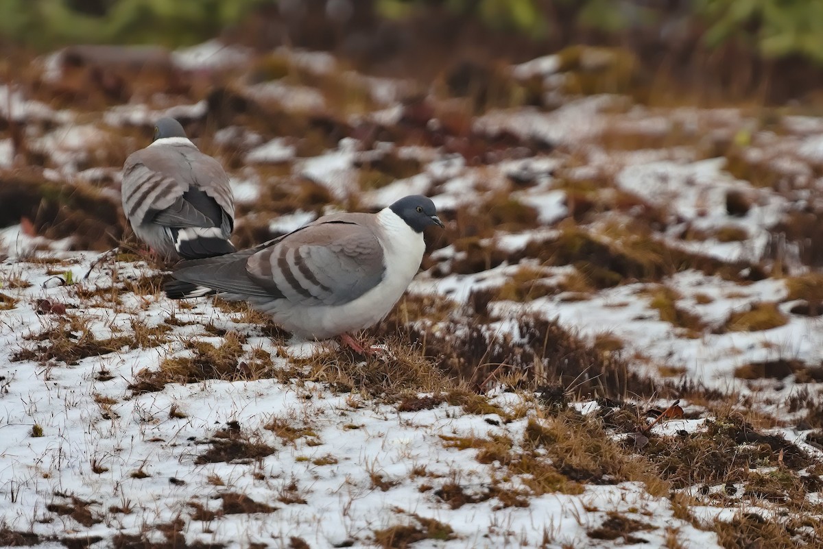 Snow Pigeon - ML629537282