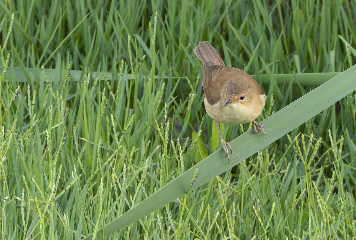 rørsanger (baeticatus gr.) - ML629537576