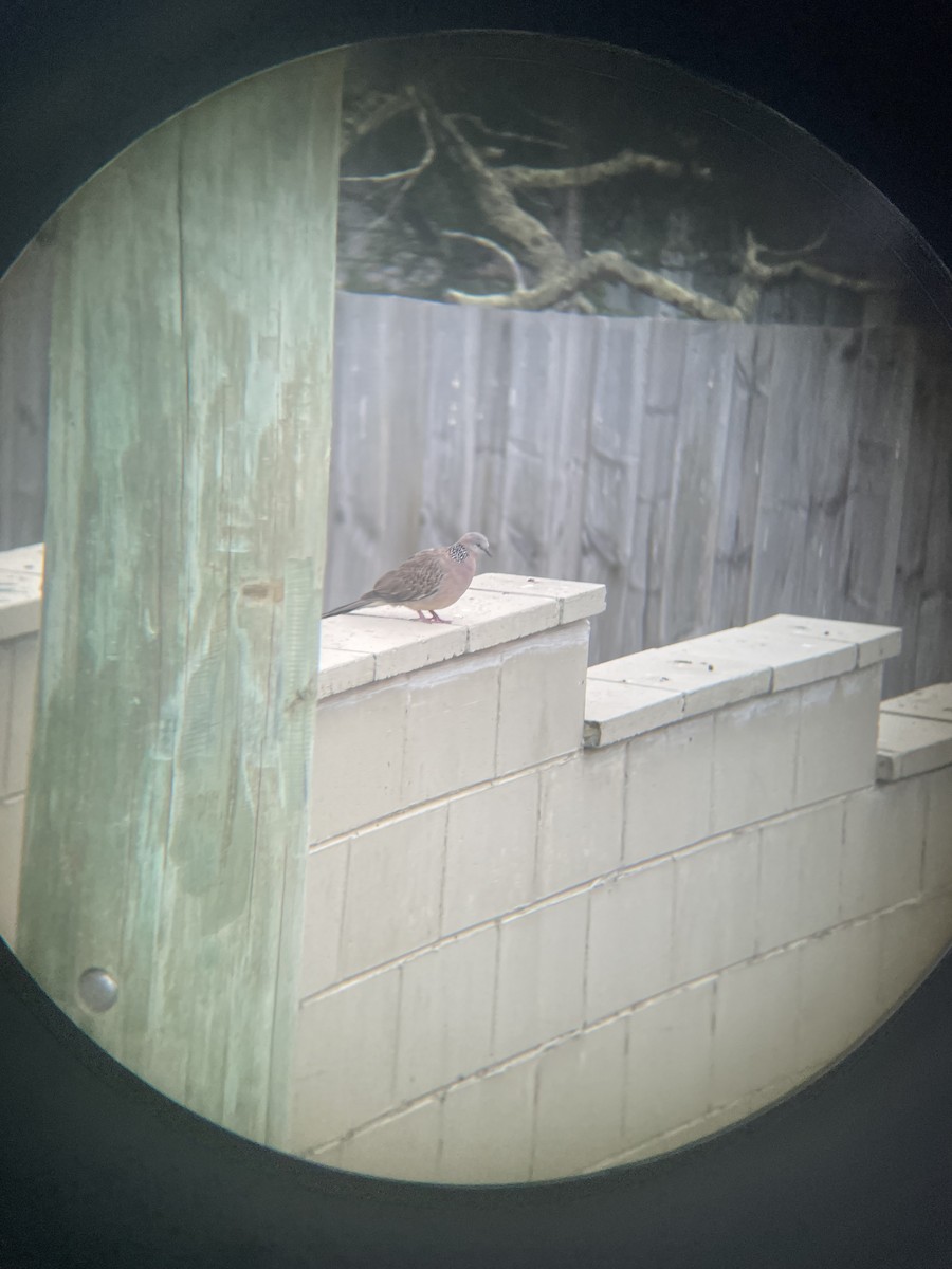 Spotted Dove - ML629537928