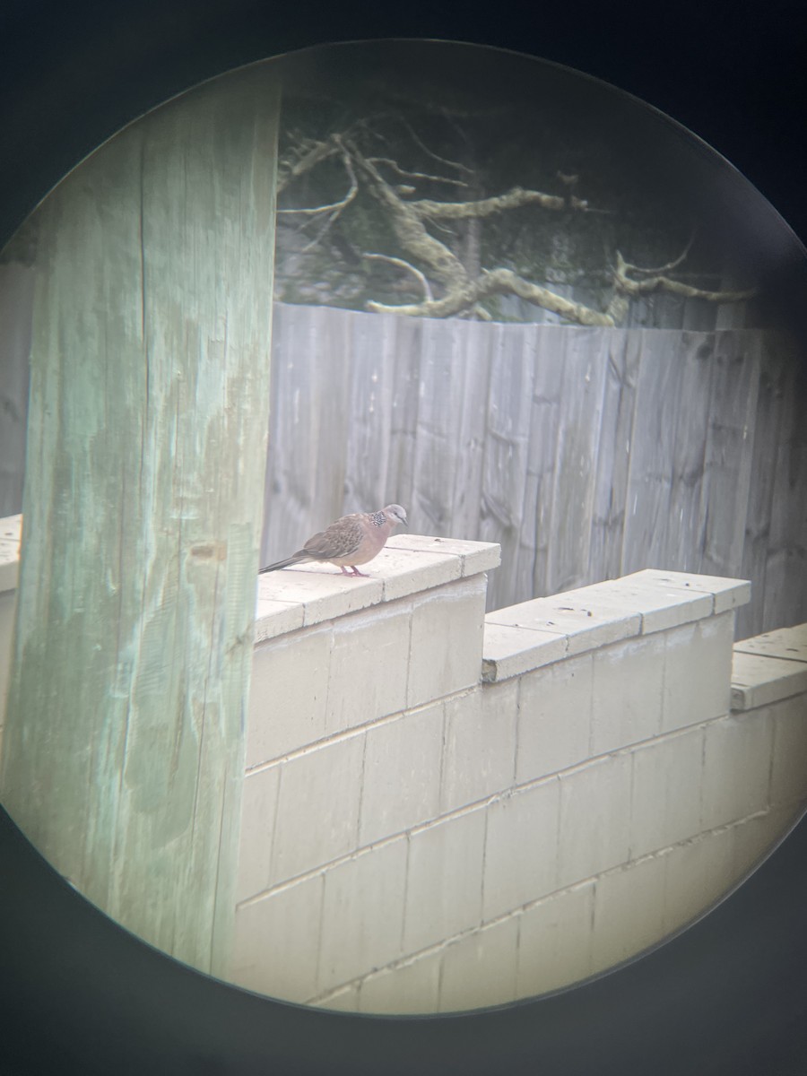 Spotted Dove - ML629537929