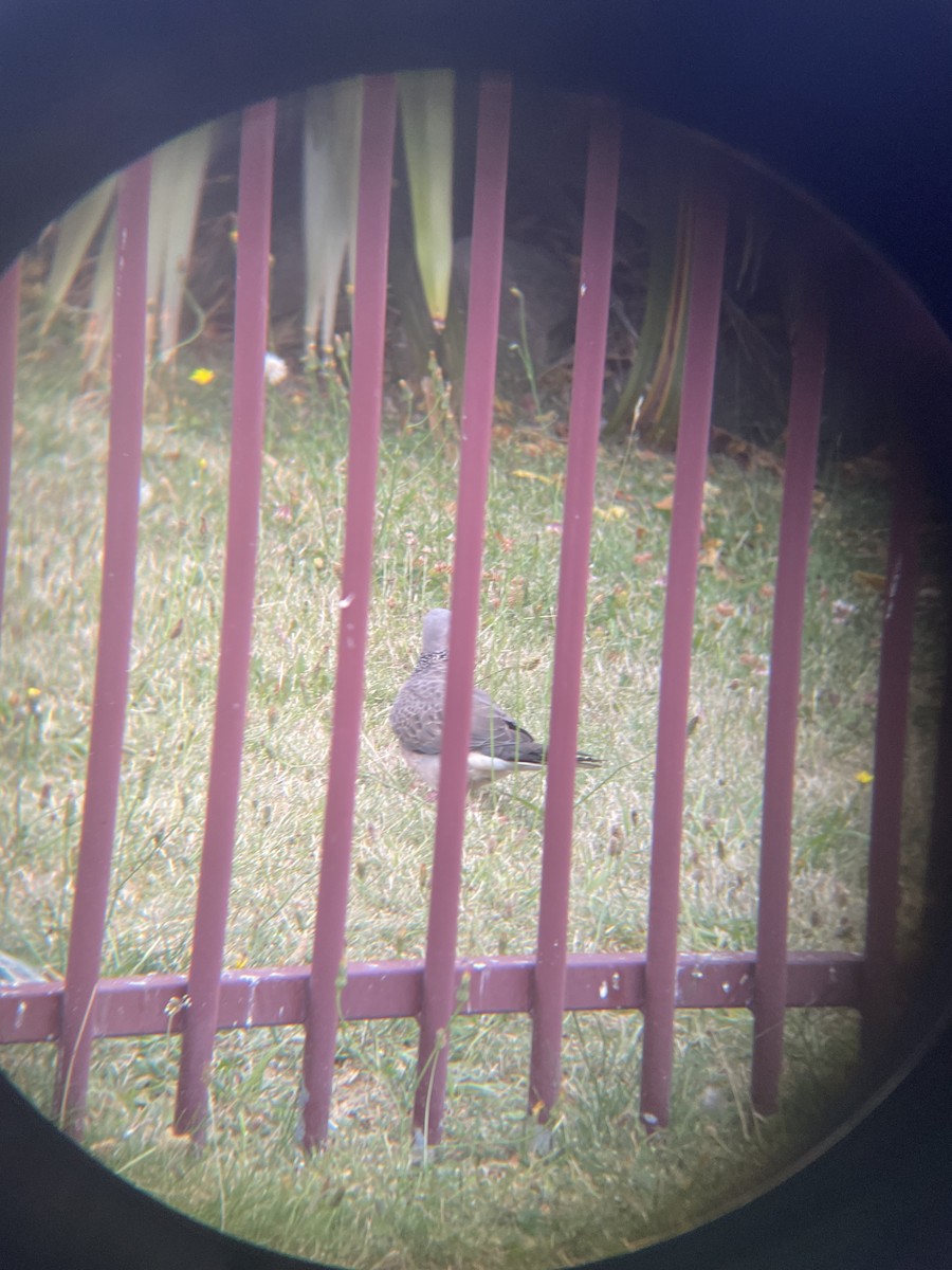 Spotted Dove - ML629537930