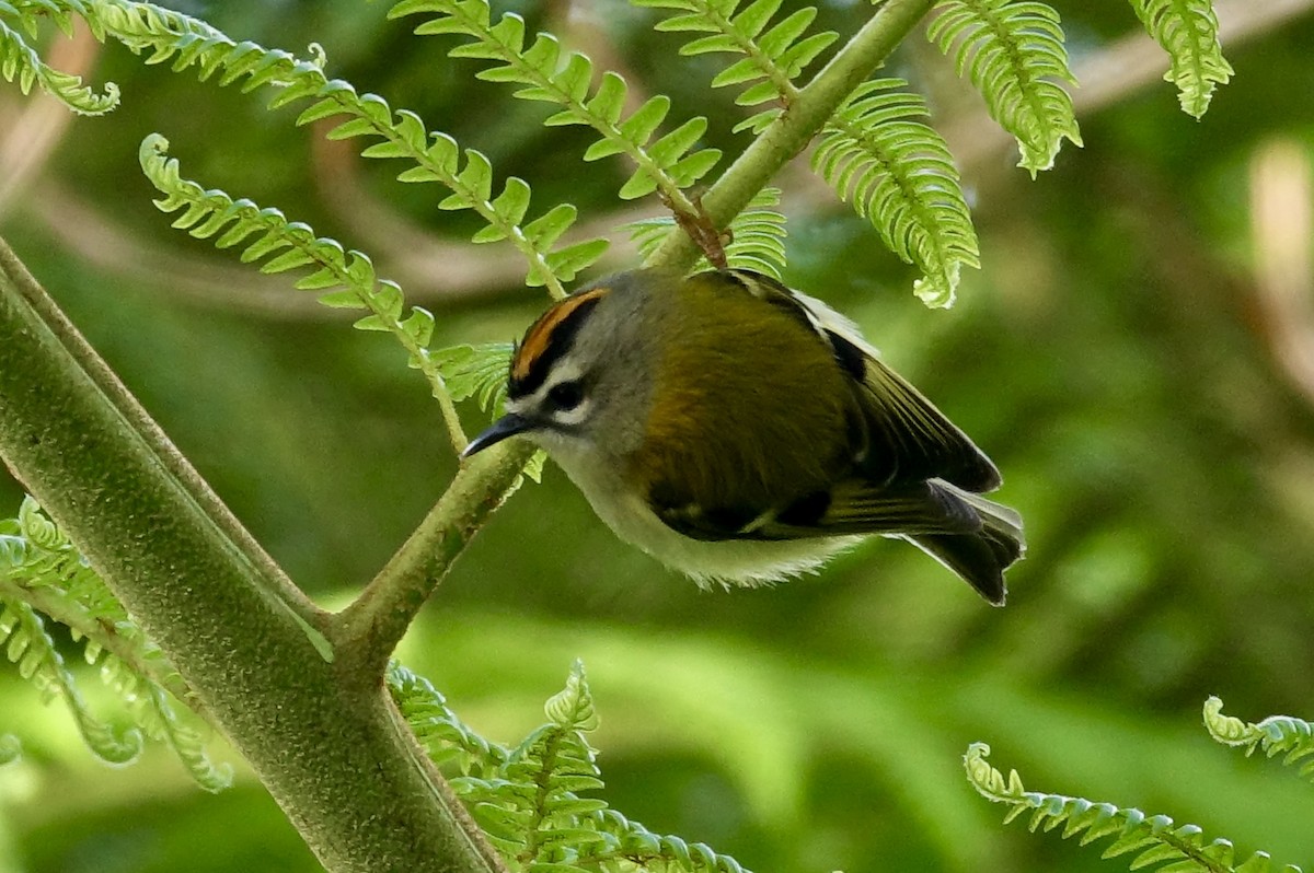 Madeira Firecrest - ML629538083