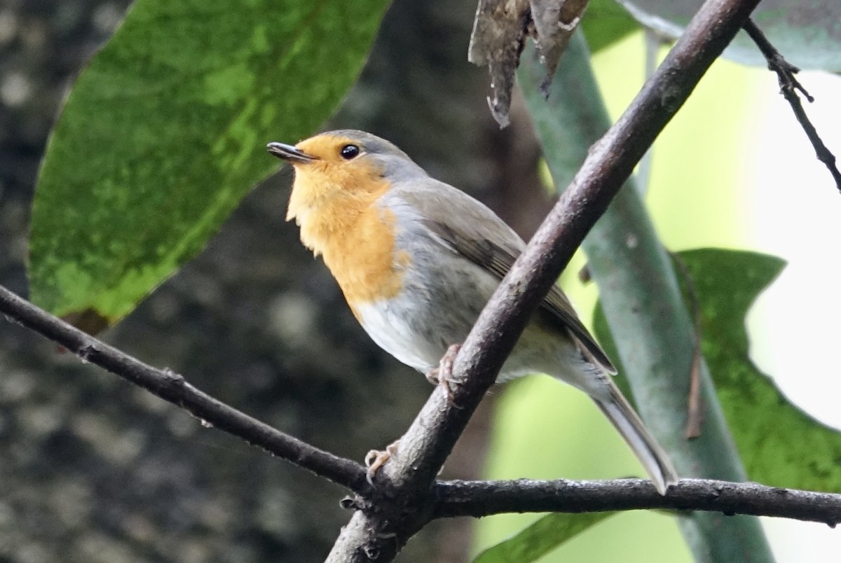 European Robin - ML629538107