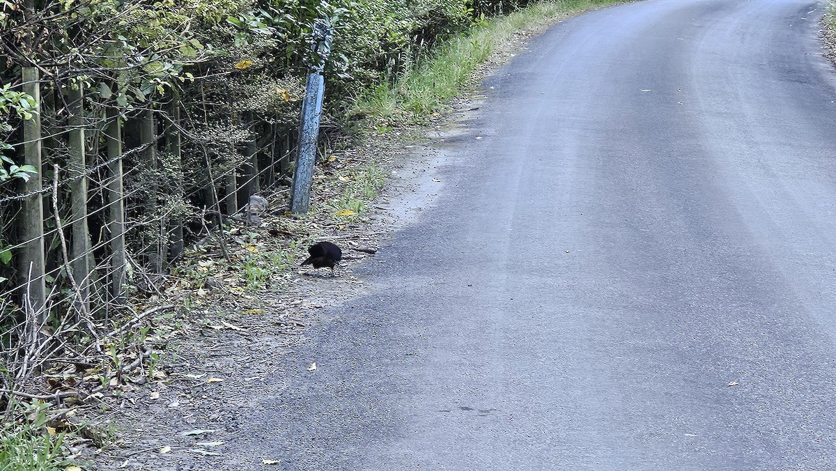 New Zealand Falcon - ML629538170