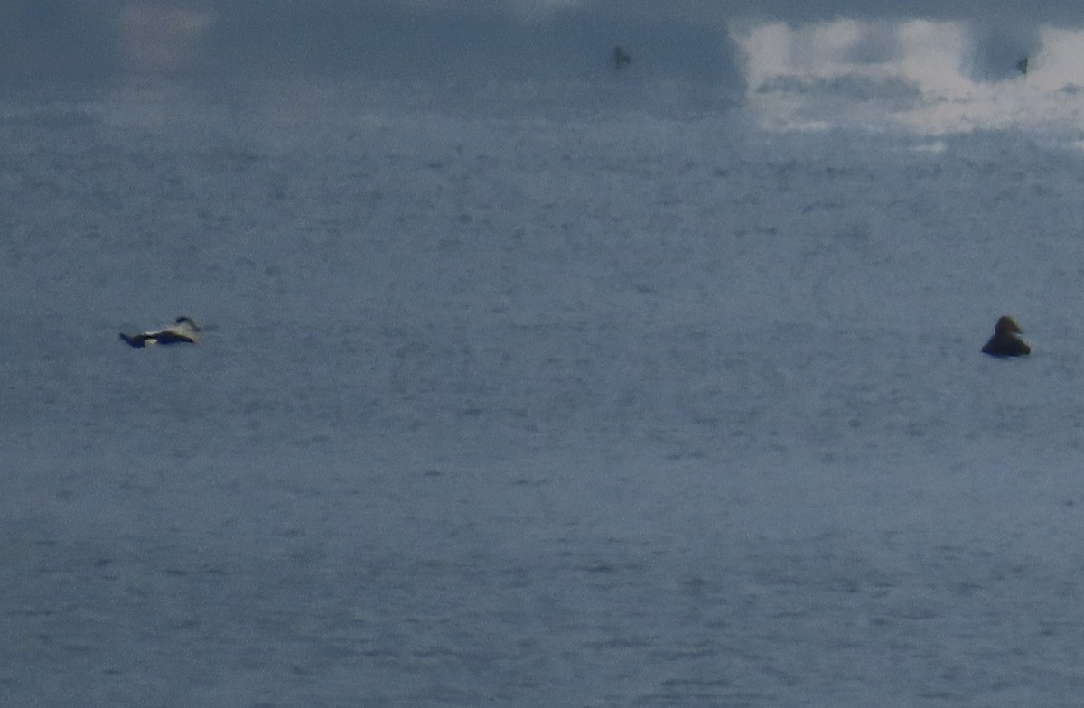 Common Eider - ML629538422