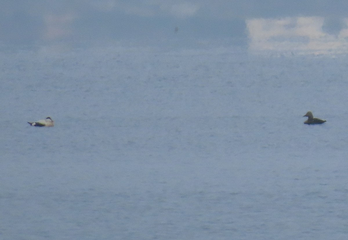 Common Eider - ML629538423