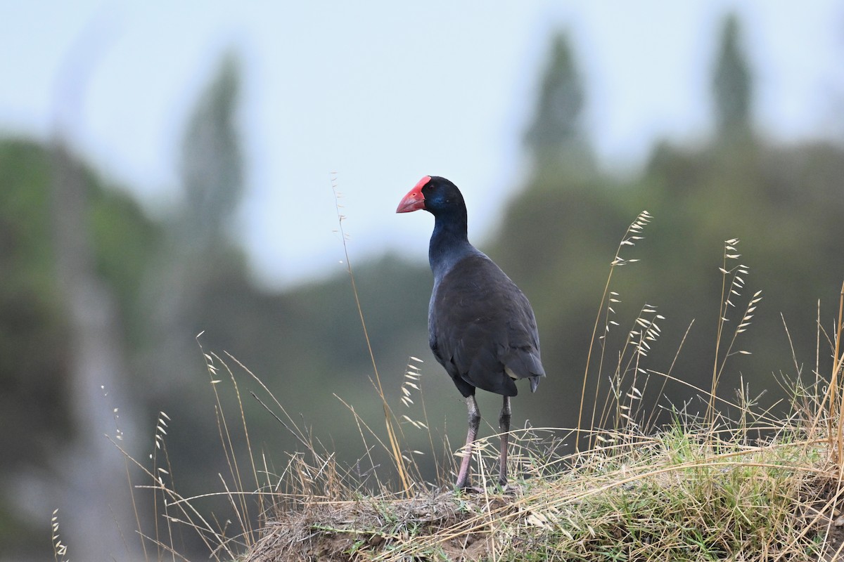 Australasian Swamphen - Alfred & Hidi Lau