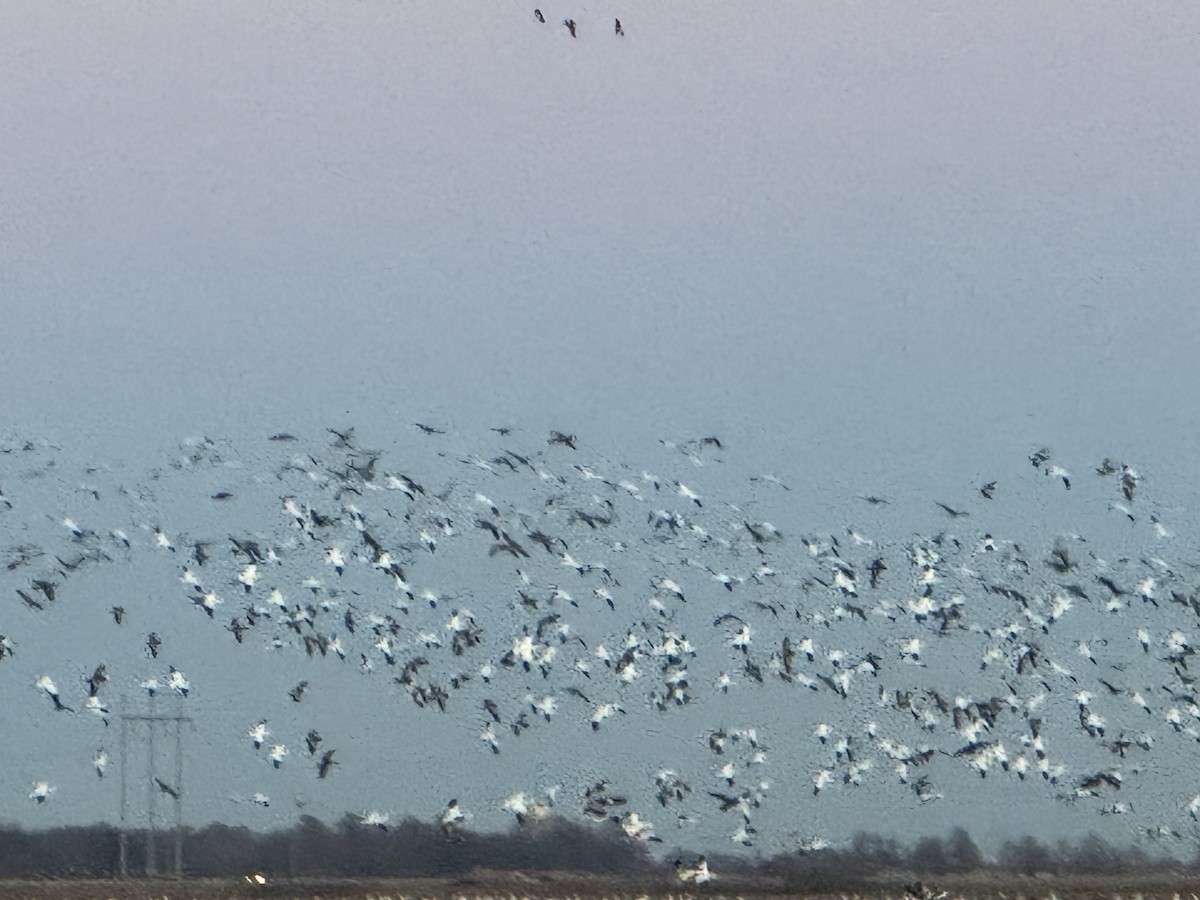 Snow Goose - ML629538624