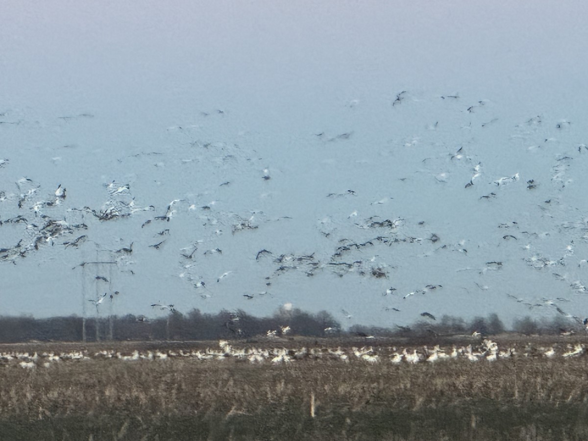 Snow Goose - ML629538625