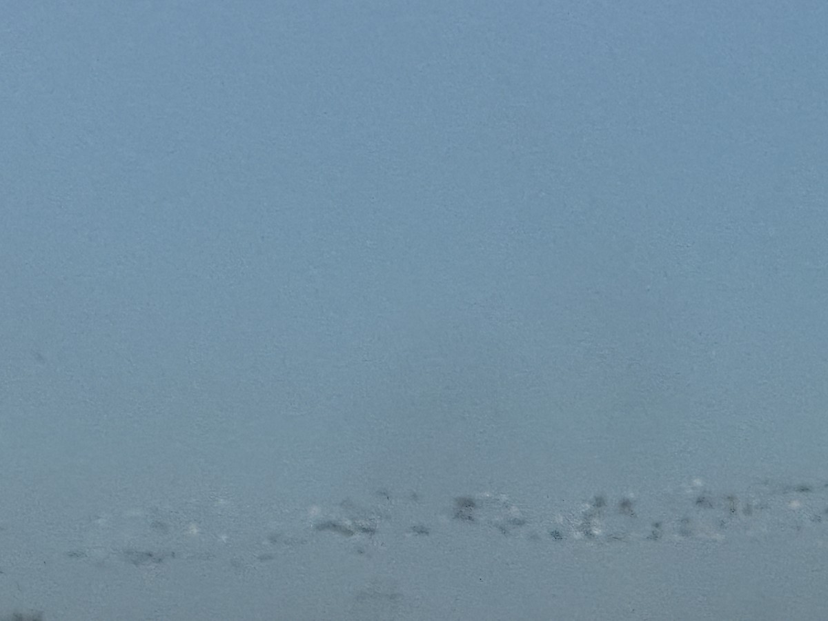 Snow Goose - ML629538626