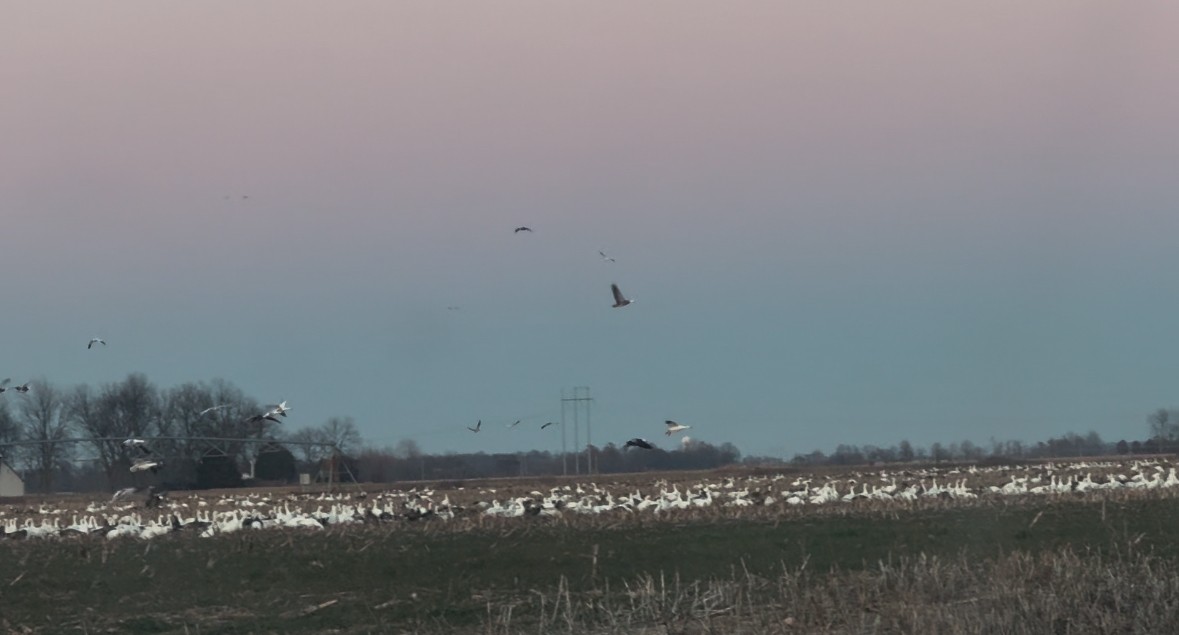 Snow Goose - ML629538678