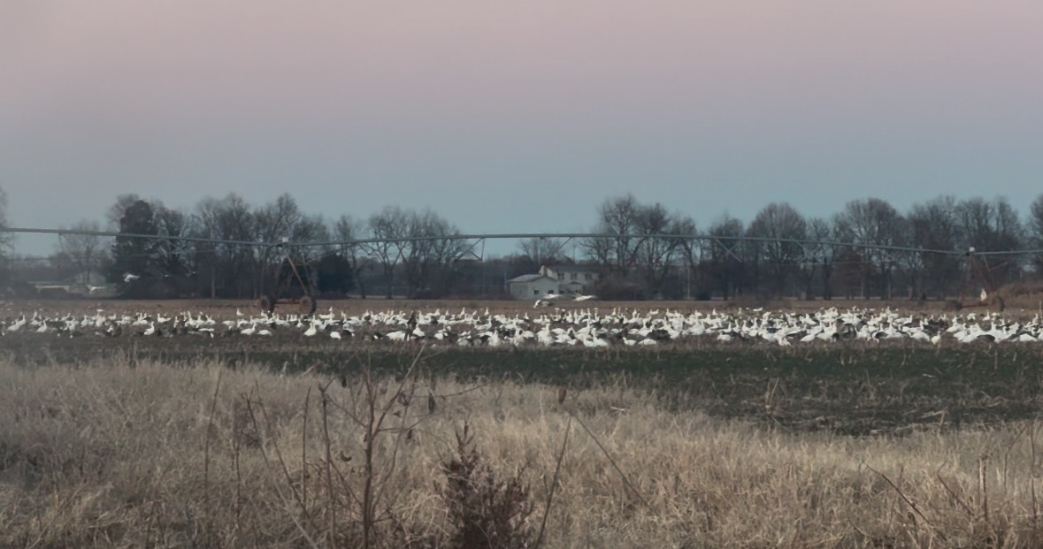 Snow Goose - ML629538679