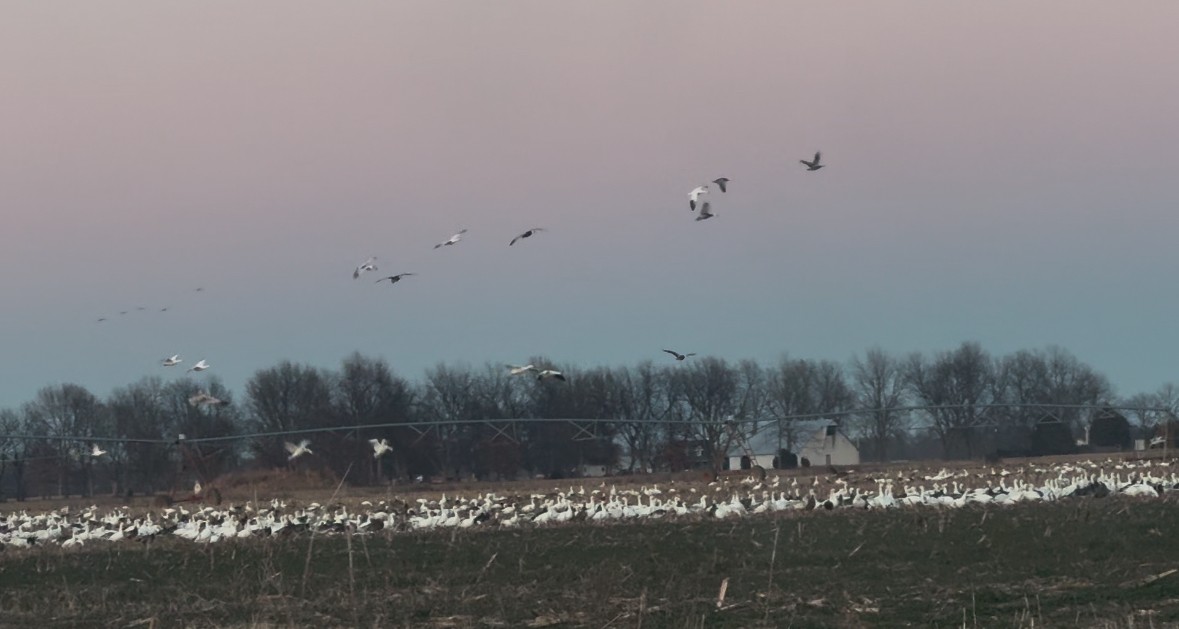 Snow Goose - ML629538680