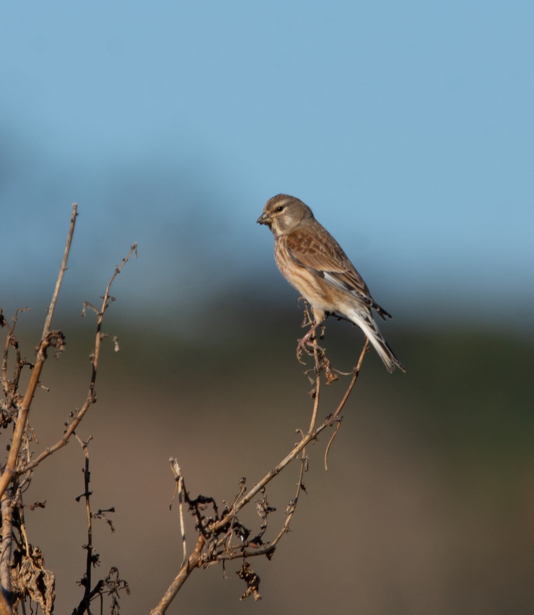 konopka obecná - ML629538903