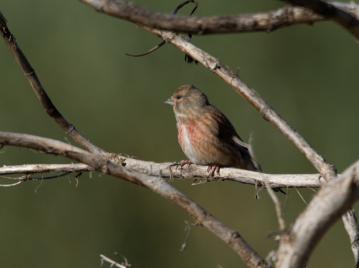 konopka obecná - ML629538904