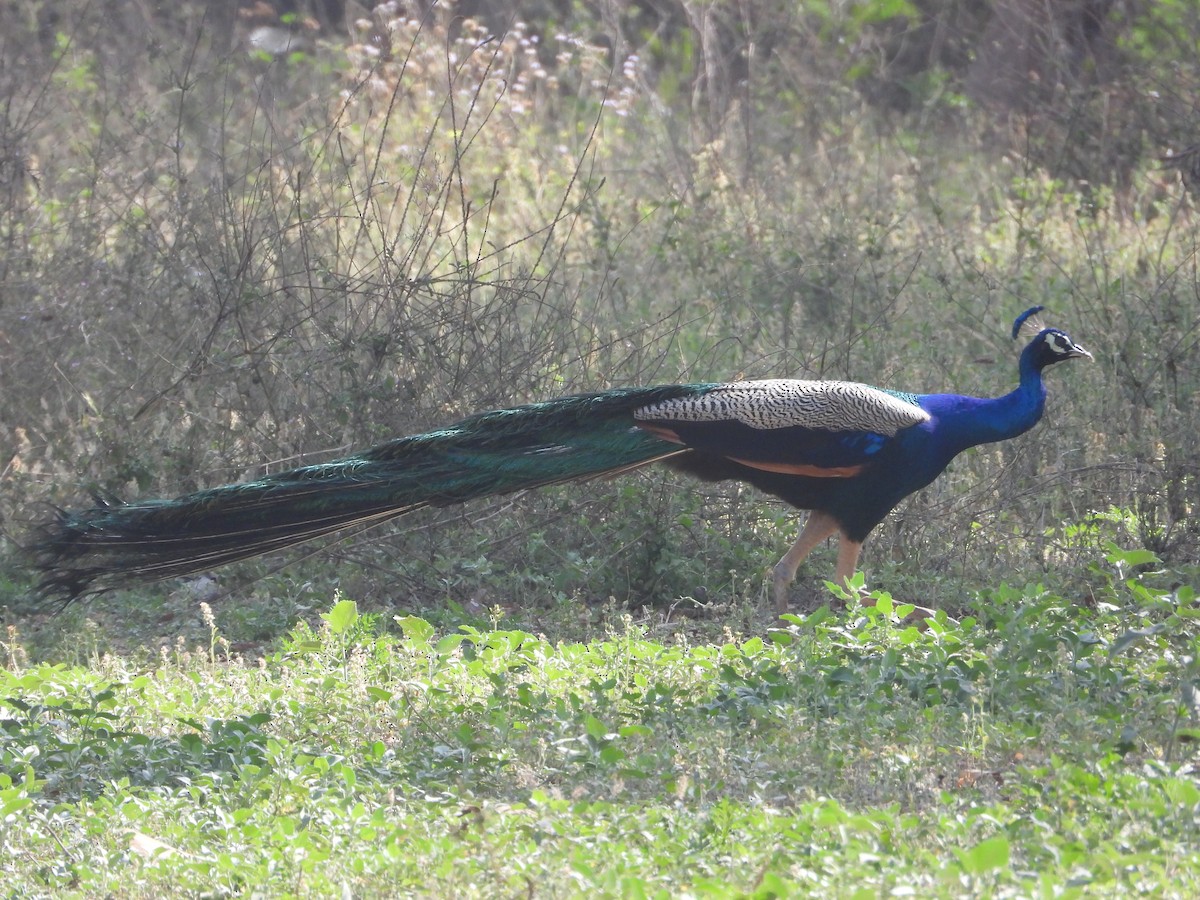 eBird Checklist - 13 Mar 2022 - Anil Agarwal Environment Training ...
