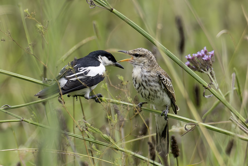 White-winged Triller - ML629539460