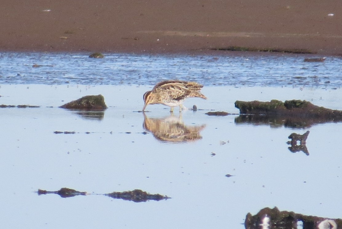 Japanbekassine - ML629539510