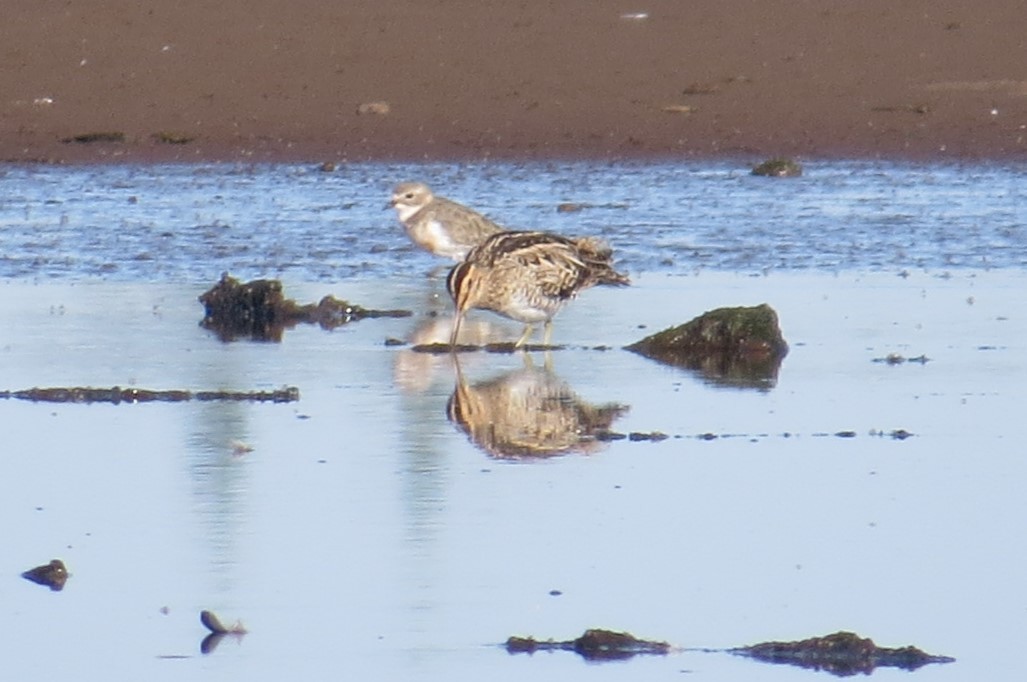 Japanbekassine - ML629539512