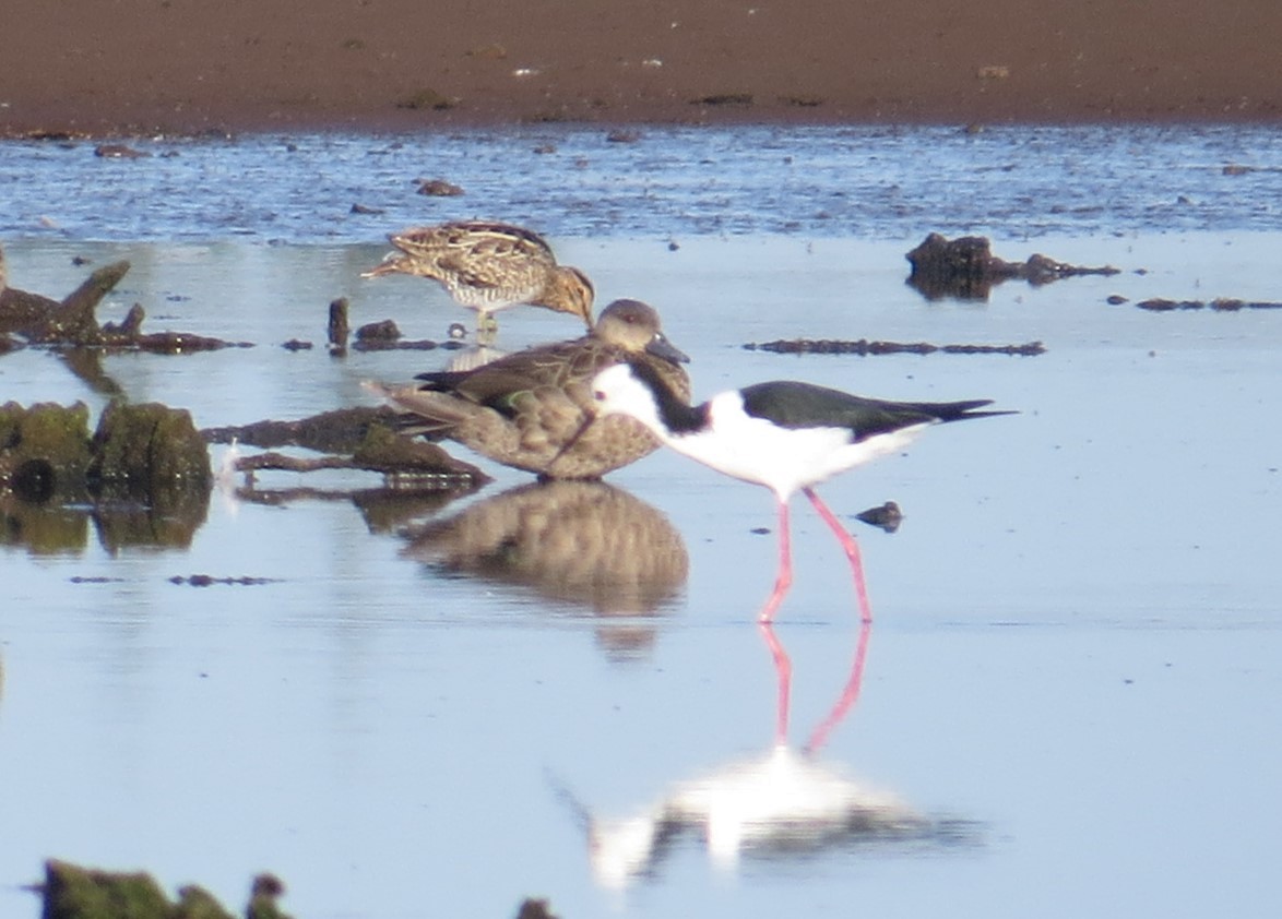 Japanbekassine - ML629539514