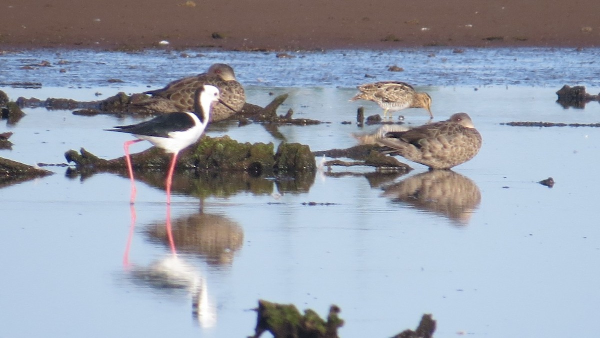 Japanbekassine - ML629539517