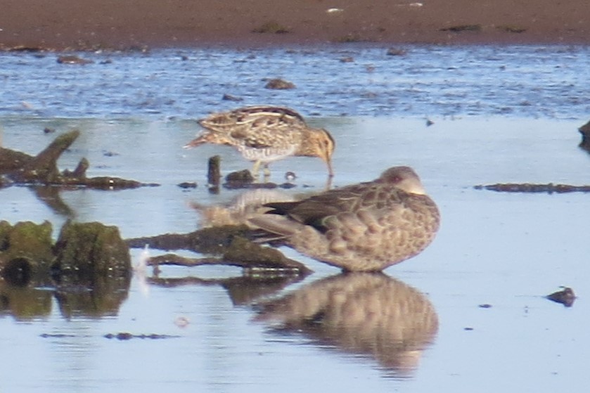 Japanbekassine - ML629539520