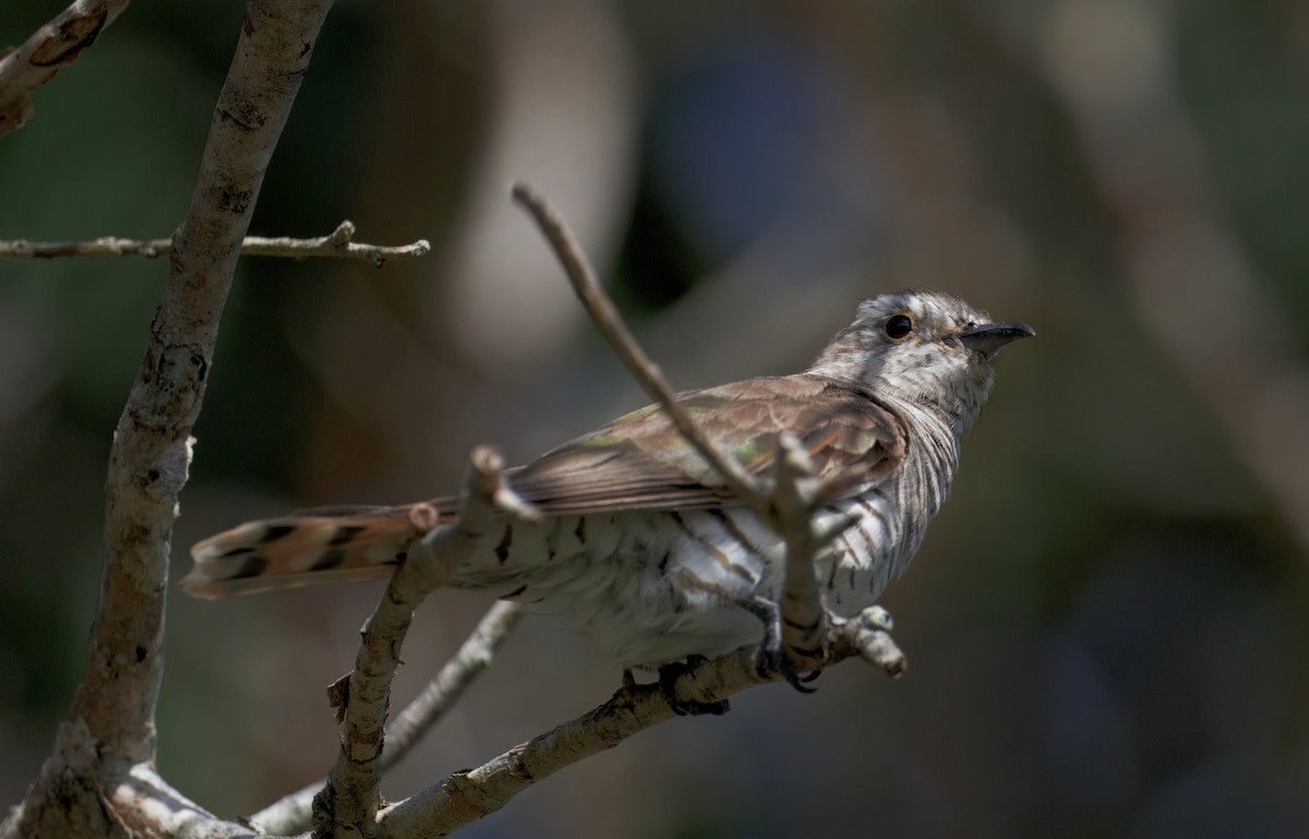 Little Bronze-Cuckoo - ML629539631