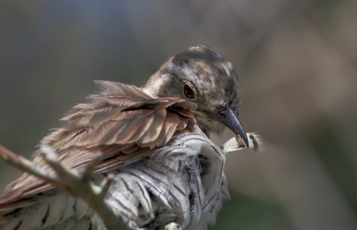 Little Bronze-Cuckoo - ML629539636