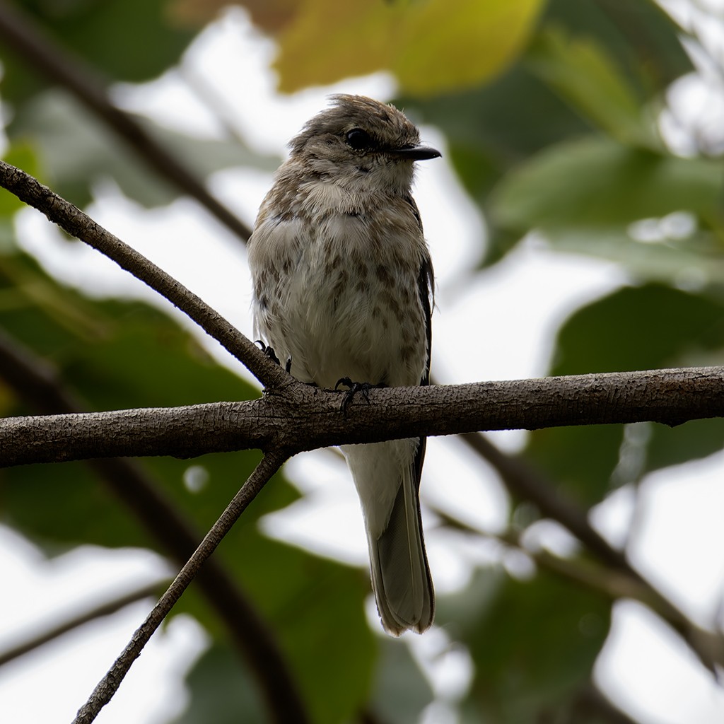 Jacky-winter - ML629539708