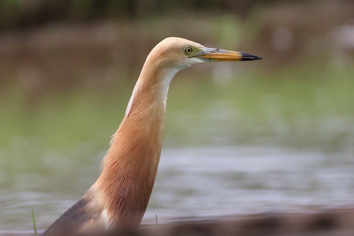 Javan Pond-Heron - ML629539712
