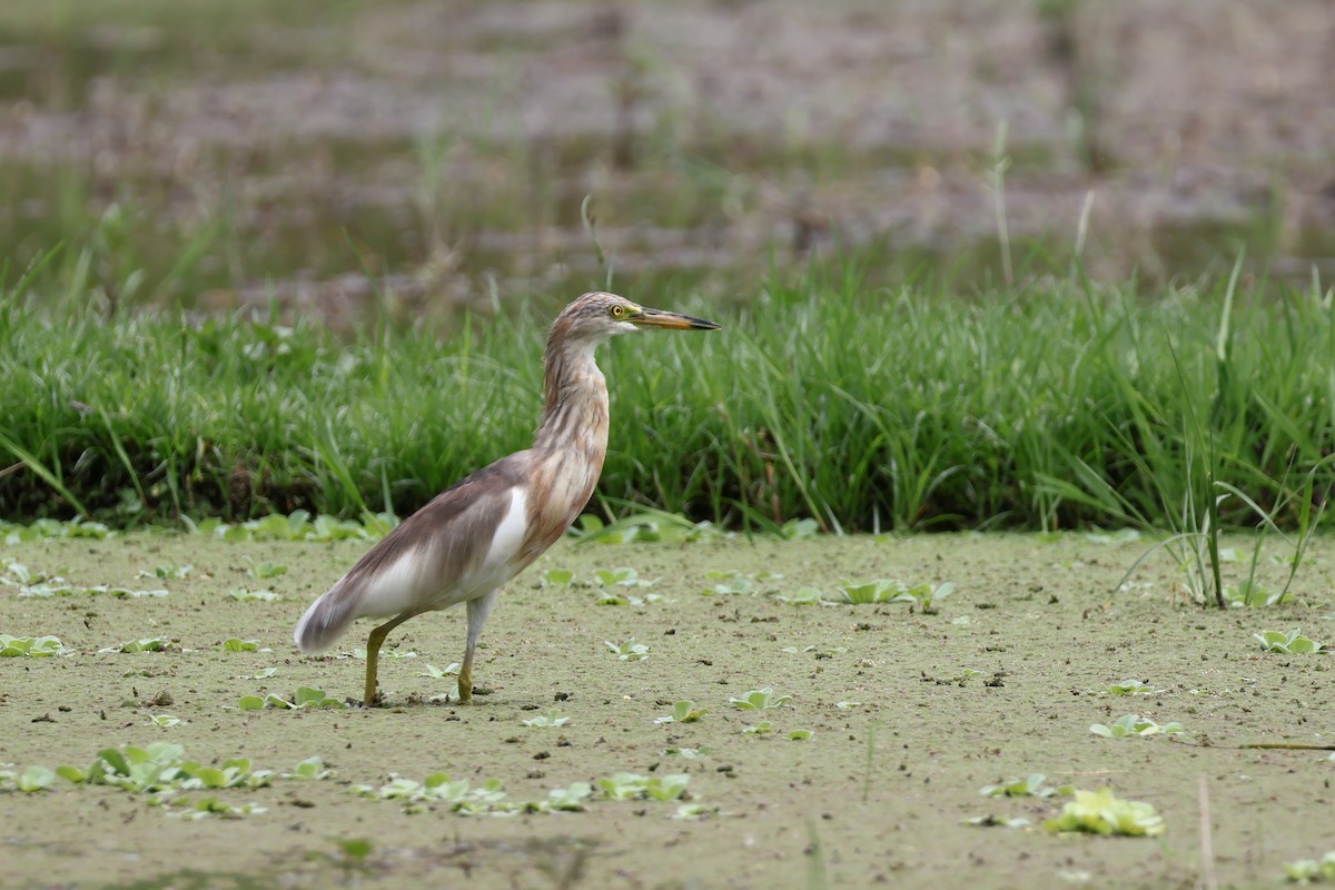 Javan Pond-Heron - ML629539713
