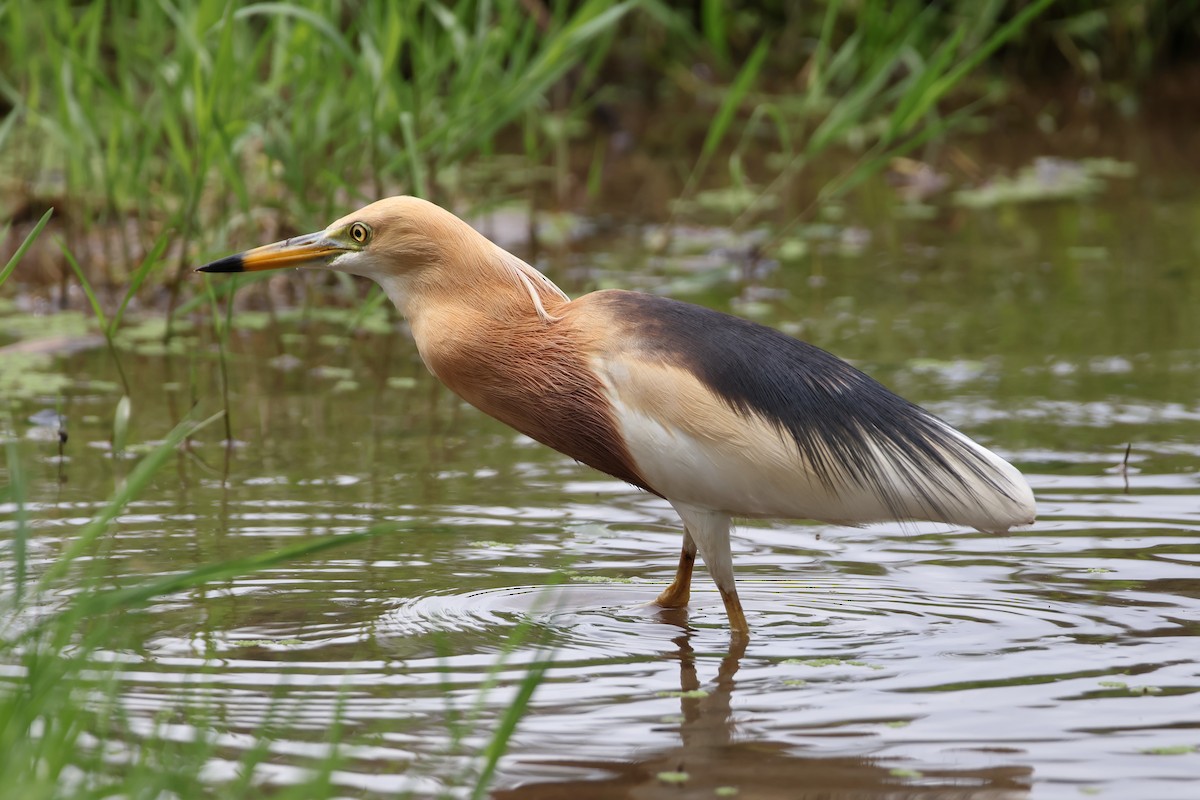 Javan Pond-Heron - ML629539714