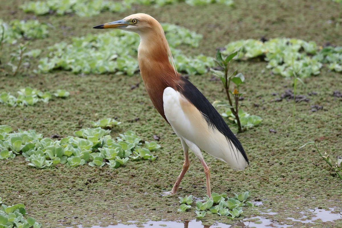 Javan Pond-Heron - ML629539715