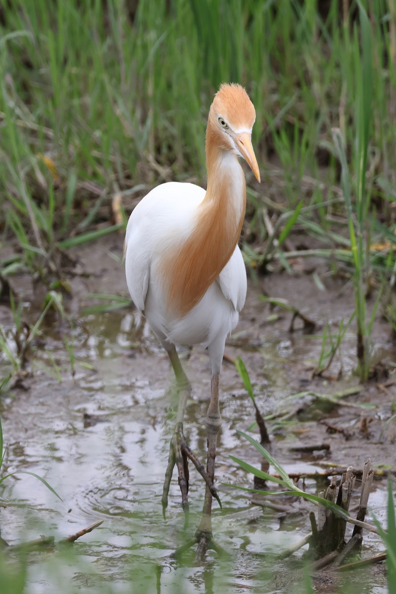 Eastern Cattle-Egret - ML629539731