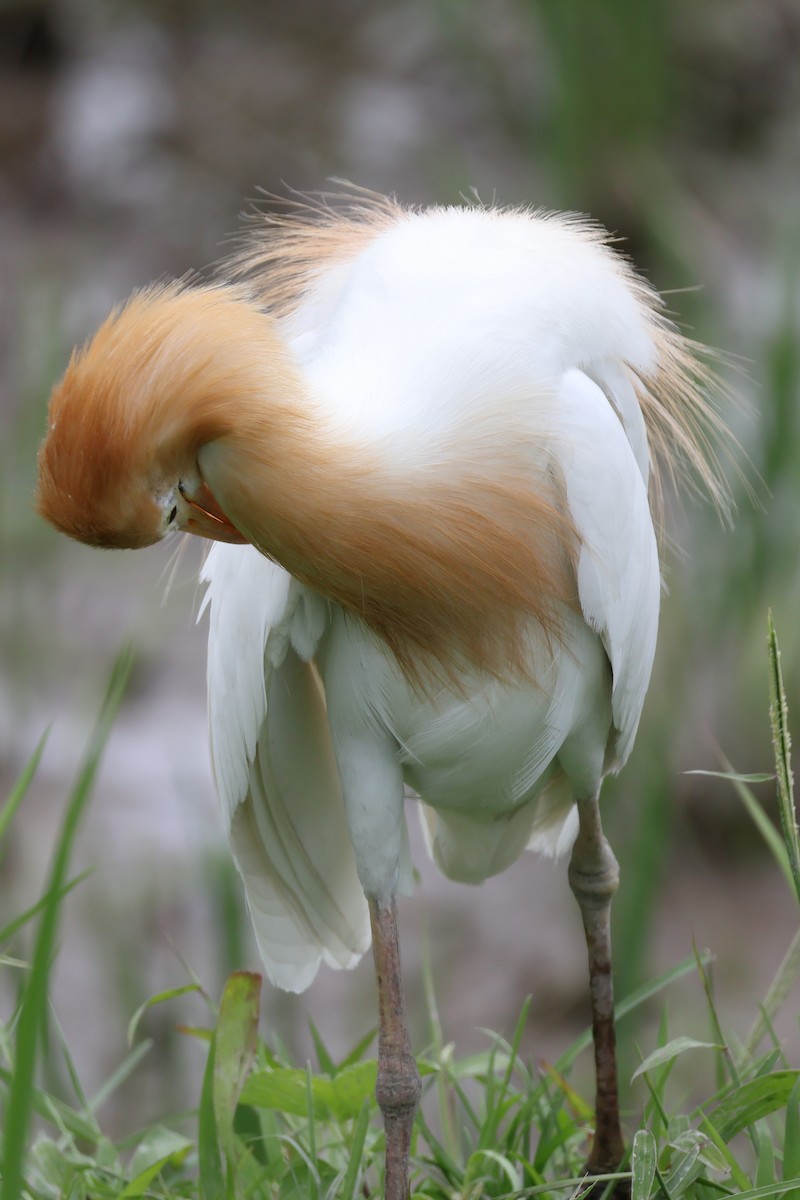 Eastern Cattle-Egret - ML629539732
