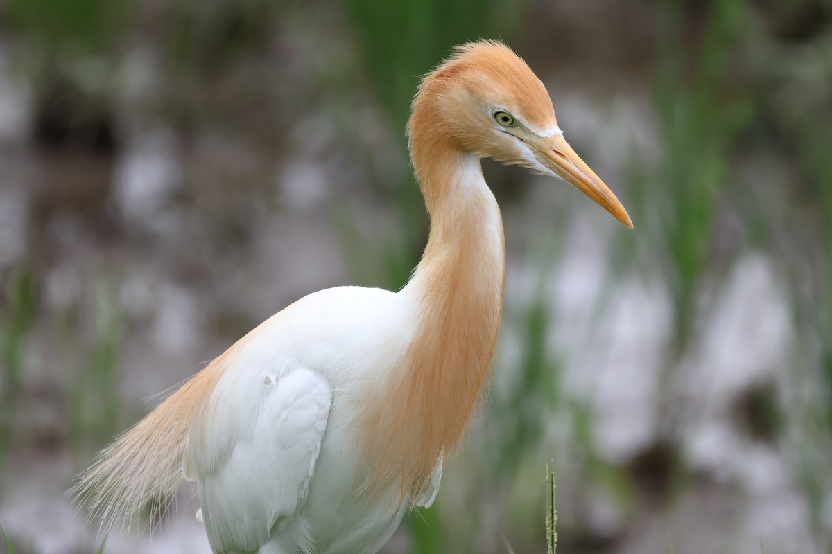 Eastern Cattle-Egret - ML629539733