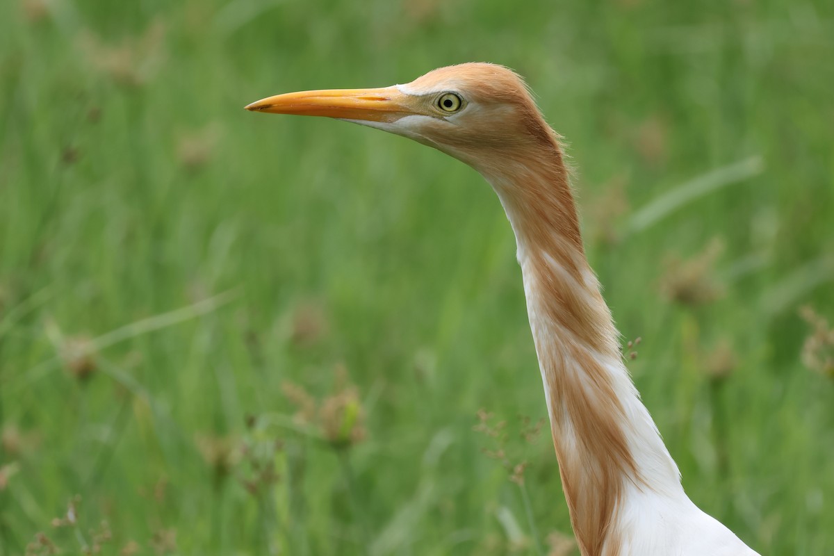 Eastern Cattle-Egret - ML629539734