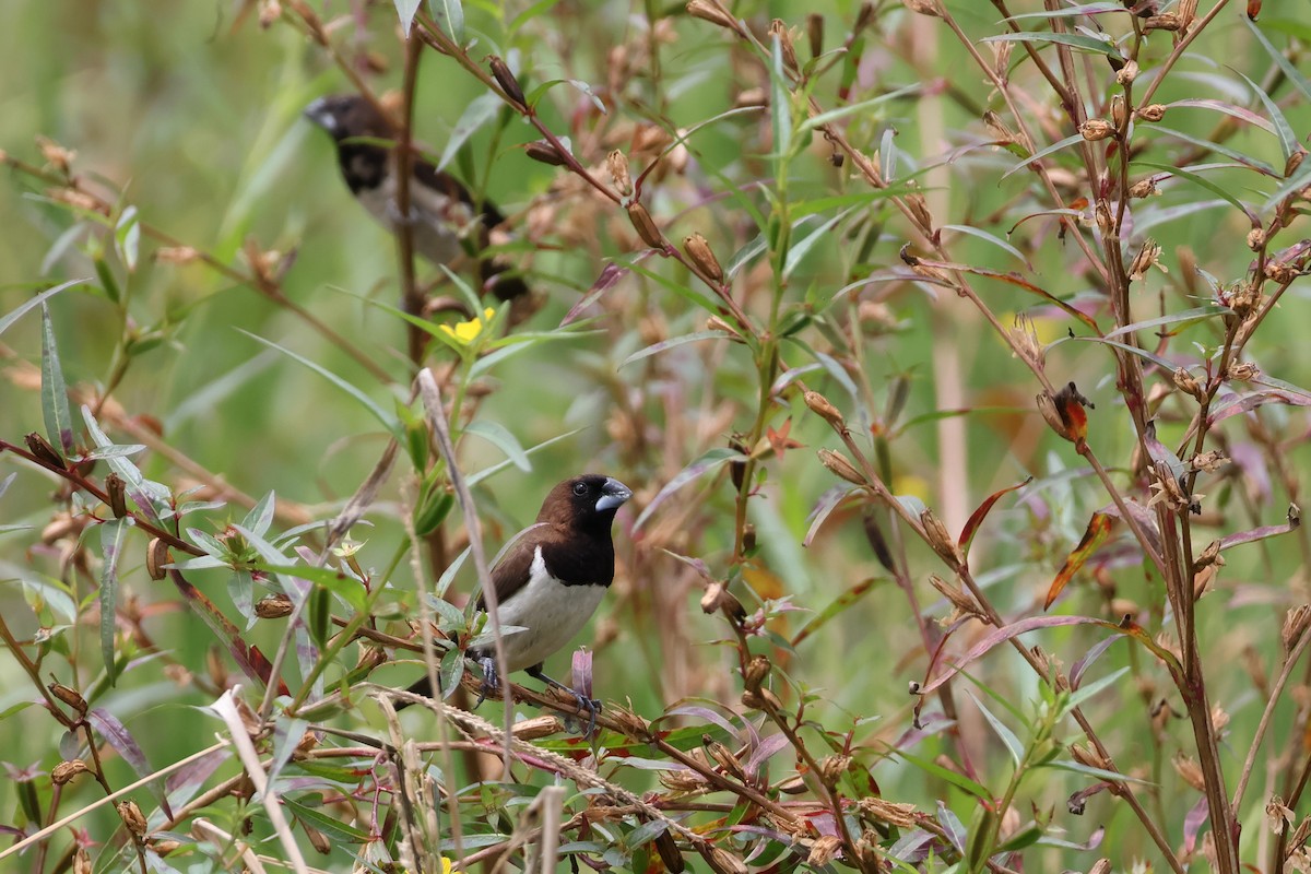 Javan Munia - ML629539738
