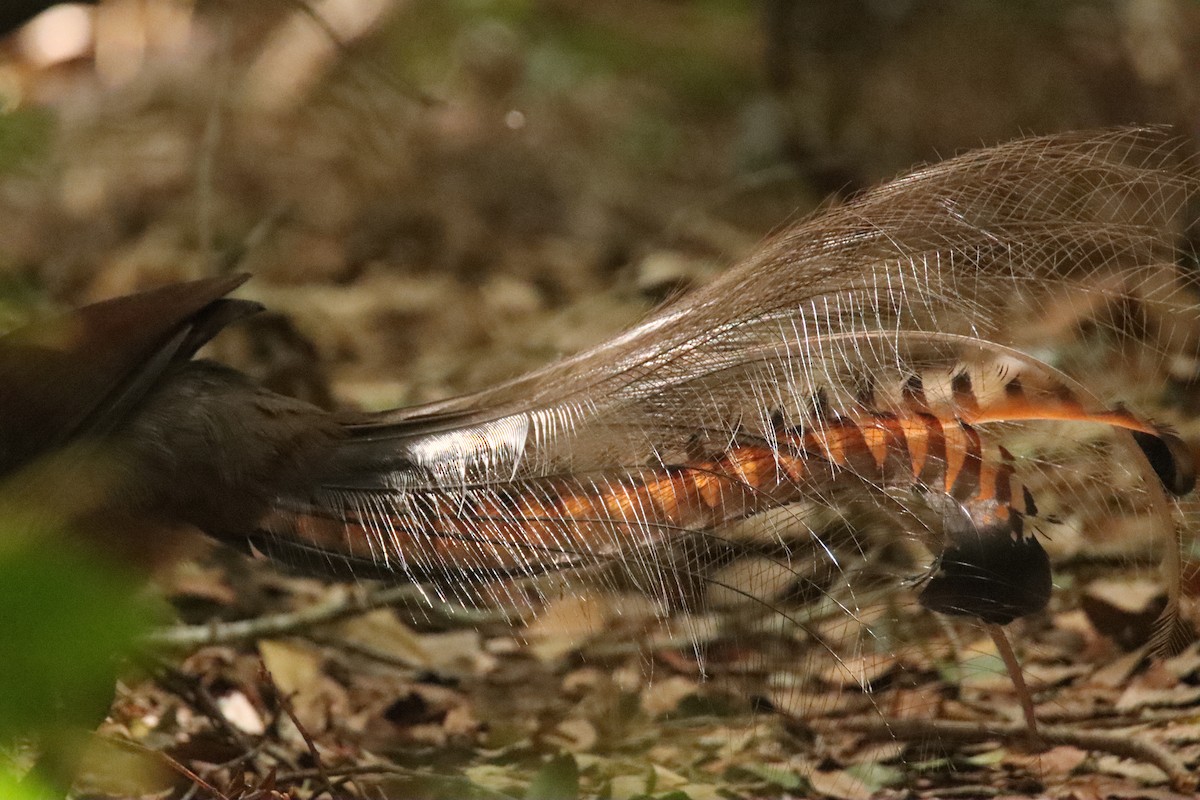 Superb Lyrebird - ML629539752