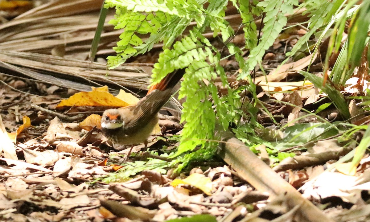 Australian Rufous Fantail - ML629539762