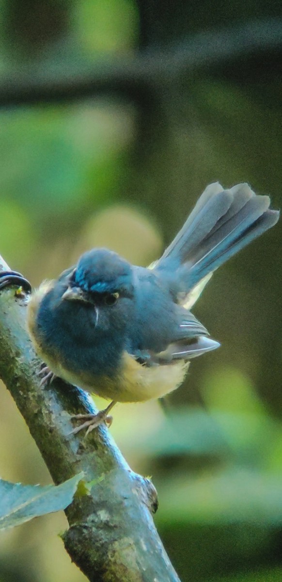 Blue-breasted Blue Flycatcher - ML629539964