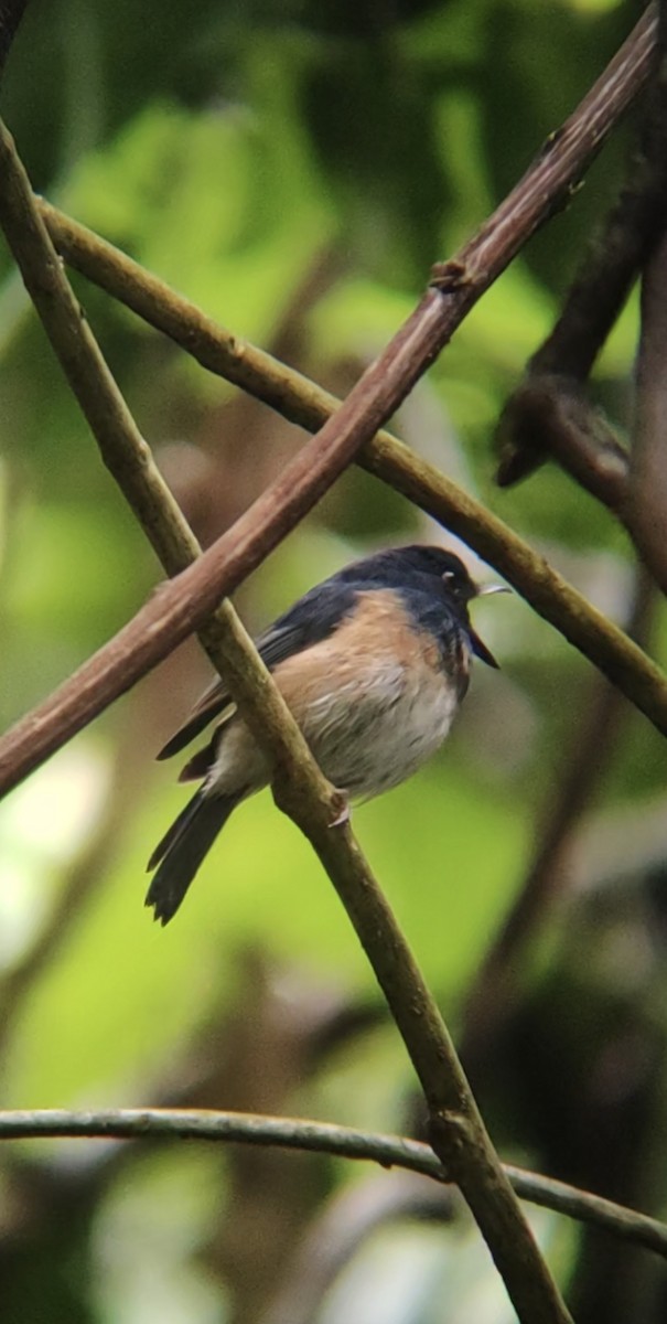 Blue-breasted Blue Flycatcher - ML629539965