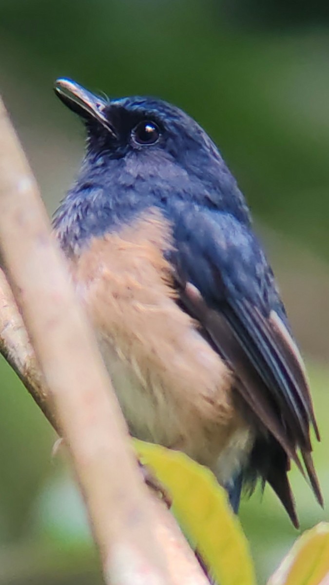 Blue-breasted Blue Flycatcher - ML629539966