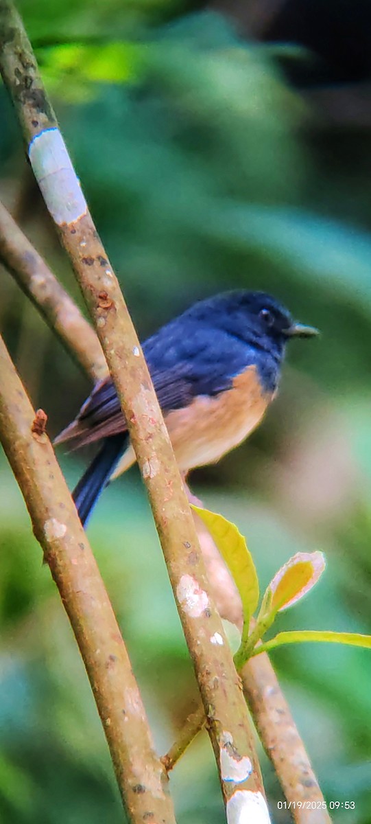 Blue-breasted Blue Flycatcher - ML629539967